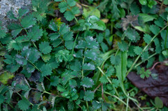 Podosphaera ferruginea