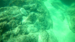 Fistularia commersonii