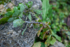 Podosphaera euphorbiae