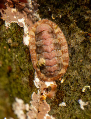 Boreochiton ruber