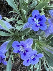 Aptosimum procumbens