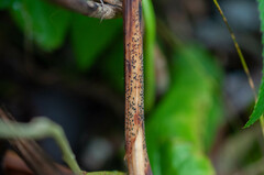 Lophodermium paeoniae