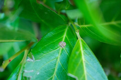 Wilsonomyces carpophilus