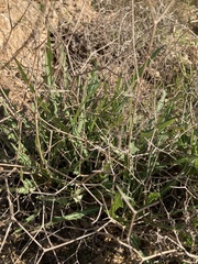 Launaea lanifera