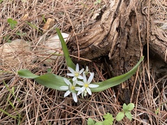 Ornithogalum lanceolatum