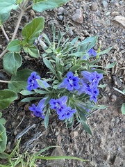 Aptosimum procumbens