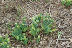 Acicarpha tribuloides