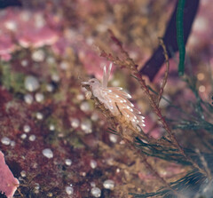 Coryphella