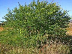 Vachellia nilotica