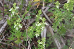 Teucrium cubense