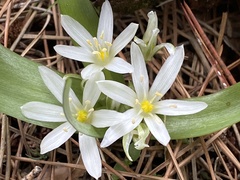 Ornithogalum lanceolatum