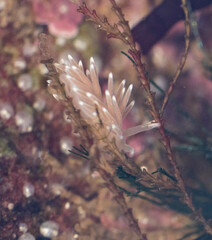 Coryphella