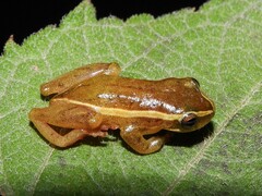 Dendropsophus decipiens