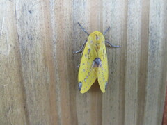 Symphlebia