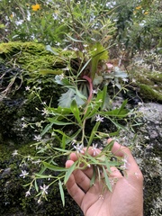 Micranthes petiolaris