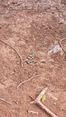 Philothamnus semivariegatus