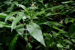 Solanum bahamense