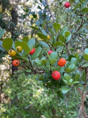 Myrcianthes fragrans