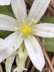 Ornithogalum lanceolatum