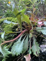 Micranthes petiolaris