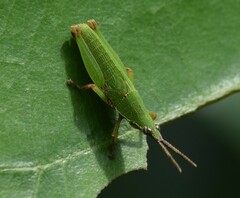 Tagasta marginella