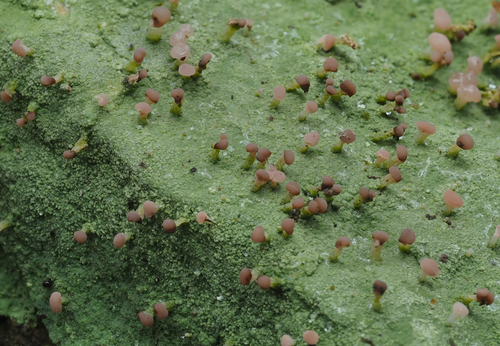 Form Baeomyces rufus rufus · iNaturalist United Kingdom