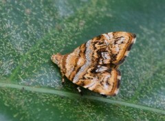 Choreutis orthogona