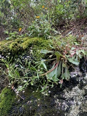 Micranthes petiolaris