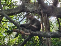 Macaca
