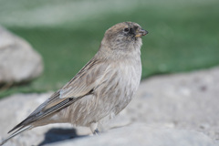 Leucosticte brandti