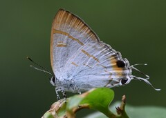 Hypolycaena thecloides