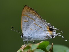 Hypolycaena thecloides