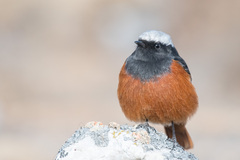 Phoenicurus erythrogastrus