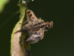 Hamataliwa