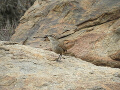 Scelorchilus albicollis