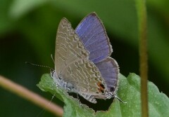 Catopyrops ancyra