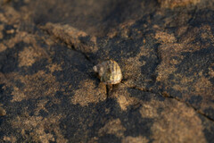 Littorina saxatilis