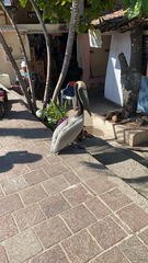 Pelecanus occidentalis