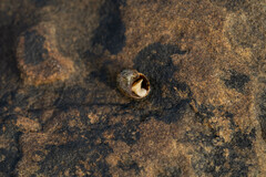 Littorina saxatilis