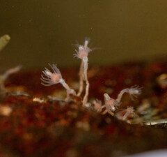 Tubulariidae