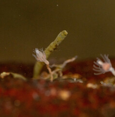 Tubulariidae