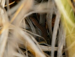 Psammodromus edwarsianus