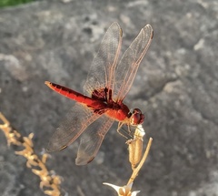 Urothemis