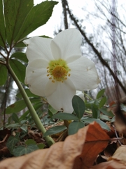 Helleborus niger