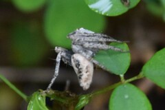 Hamataliwa
