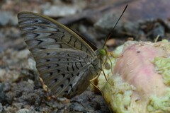 Tanaecia