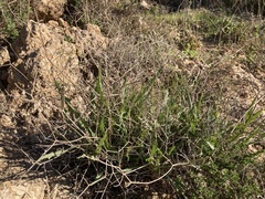 Launaea lanifera
