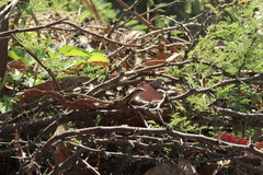 Liolaemus schroederi