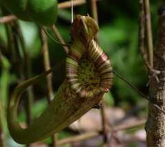 Nepenthes rafflesiana