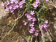 Saponaria ocymoides